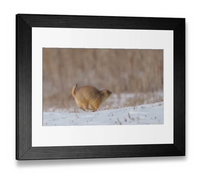 Framed Print : Black-tailed prairie dog (Cynomys ludovicianus) running across a snowfield moving between burrows, Cherry Creek State Park, Aurora, Colorado, USA. December