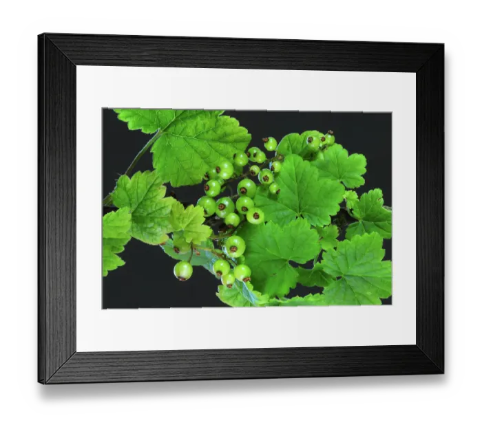 Framed Print : Wild Red currant (Ribes rubrum) unripe fruits and leaves, Dorset, England, UK. May. Studio shot Framed Print : Wild Red currant (Ribes rubrum) unripe fruits and leaves, Dorset, England, UK. May. Studio shot