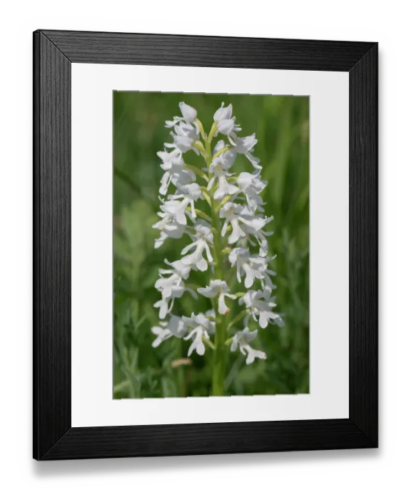 Framed Print : Military orchid (Orchis militaris) in flower, Albino. Estonia. May Framed Print : Military orchid (Orchis militaris) in flower, Albino. Estonia. May