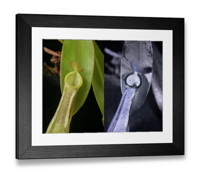 Framed Print : Pitcher plant (Nepenthes reinwardtiana) viewed under visible light and reflected ultraviolet, showing 'eye spots' inside pitcher Framed Print : Pitcher plant (Nepenthes reinwardtiana) viewed under visible light and reflected ultraviolet, showing 'eye spots' inside pitcher