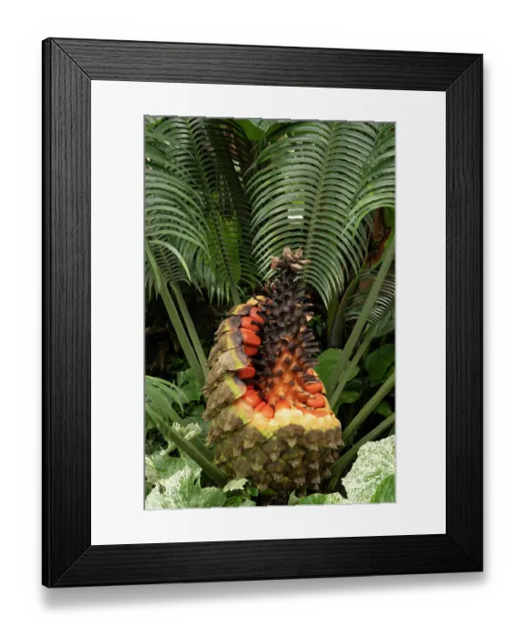Framed Print : Cycad (Lepidozamia peroffskyana) cone with seeds, Australian endemic. Botanic garden, Surrey, UK Framed Print : Cycad (Lepidozamia peroffskyana) cone with seeds, Australian endemic. Botanic garden, Surrey, UK