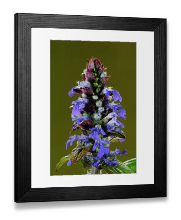 Framed Print : Blue bugle (Ajuga reptans) buds and flowers, Dorset, England, UK. April. Studio shot Framed Print : Blue bugle (Ajuga reptans) buds and flowers, Dorset, England, UK. April. Studio shot