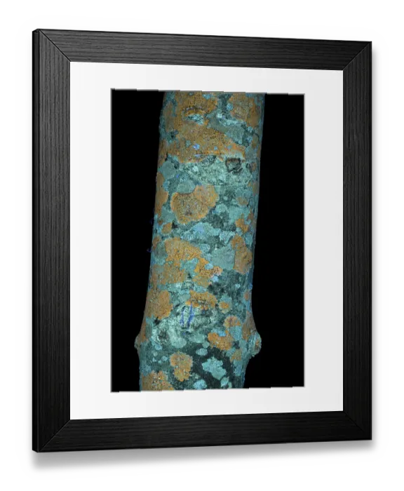 Framed Print : Lichens on Ash branch, including Fuscidea lightfootii, fluorescing an orange colour with UV light, Surrey, UK. March Framed Print : Lichens on Ash branch, including Fuscidea lightfootii, fluorescing an orange colour with UV light, Surrey, UK. March