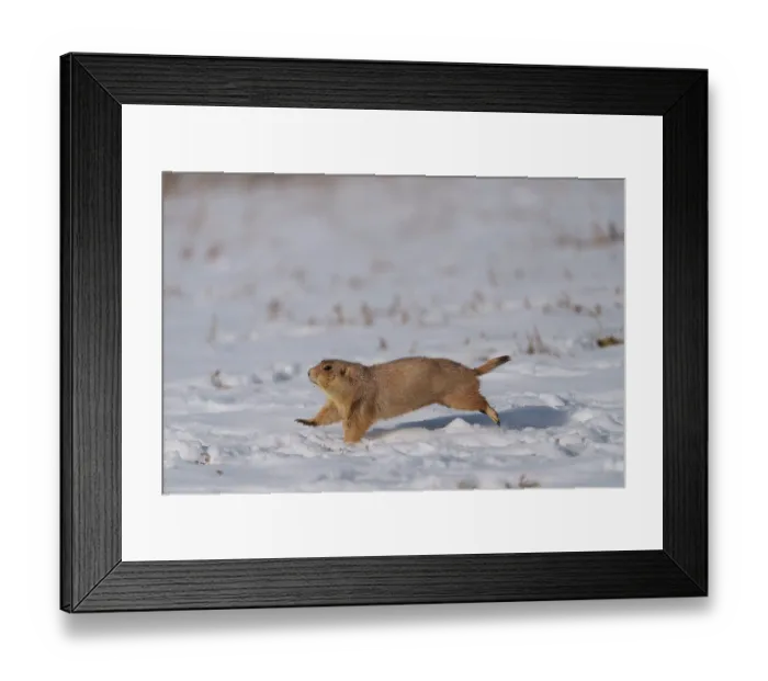 Framed Print : Black-tailed prairie dog (Cynomys ludovicianus) running across a snowfield moving between burrows, Cherry Creek State Park, Aurora, Colorado, USA. December