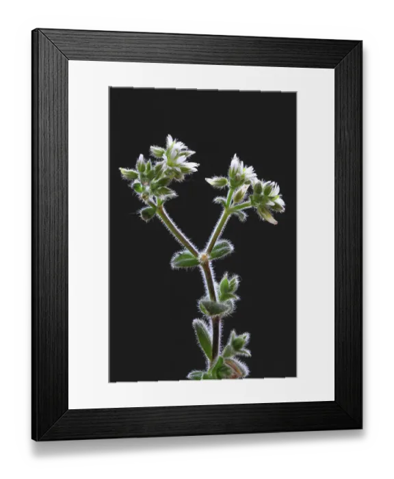 Framed Print : Sticky mouse-ear (Cerastium glomeratum) in flower, Dorset, England, UK. May. Studio shot Framed Print : Sticky mouse-ear (Cerastium glomeratum) in flower, Dorset, England, UK. May. Studio shot