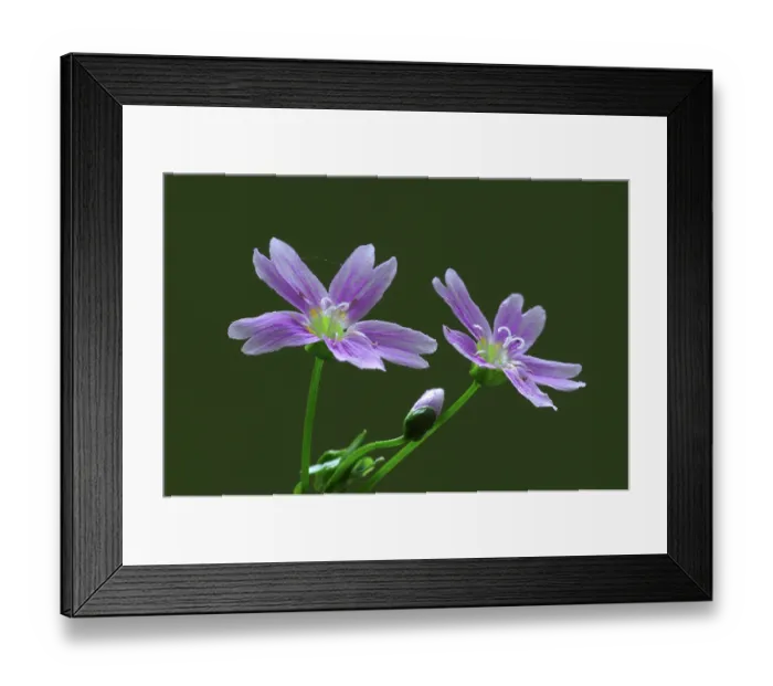 Framed Print : Pink purslane (Claytonia sibirica) flowers in bloom, Dorset, England, UK. May. Studio shot Framed Print : Pink purslane (Claytonia sibirica) flowers in bloom, Dorset, England, UK. May. Studio shot