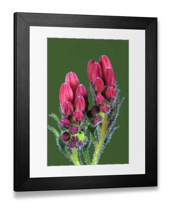 Framed Print : Creeping comfrey (Symphytum grandiflorum) buds, Dorset England, UK. May Framed Print : Creeping comfrey (Symphytum grandiflorum) buds, Dorset England, UK. May