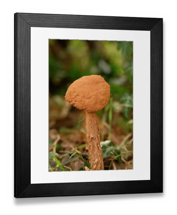 Framed Print : Sandy stiltball (Battarrea phalloides) in woodland, Surrey, UK. January. Rare in UK. Biodiversity Action Plan species Framed Print : Sandy stiltball (Battarrea phalloides) in woodland, Surrey, UK. January. Rare in UK. Biodiversity Action Plan species