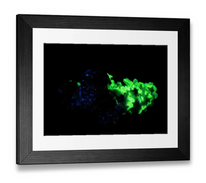 Framed Print : Fluorescent hyalite opal (Opal-AN) with black tourmaline (Schorl), Erongo Mountains, Namibia. Fluorescing in UV light Framed Print : Fluorescent hyalite opal (Opal-AN) with black tourmaline (Schorl), Erongo Mountains, Namibia. Fluorescing in UV light