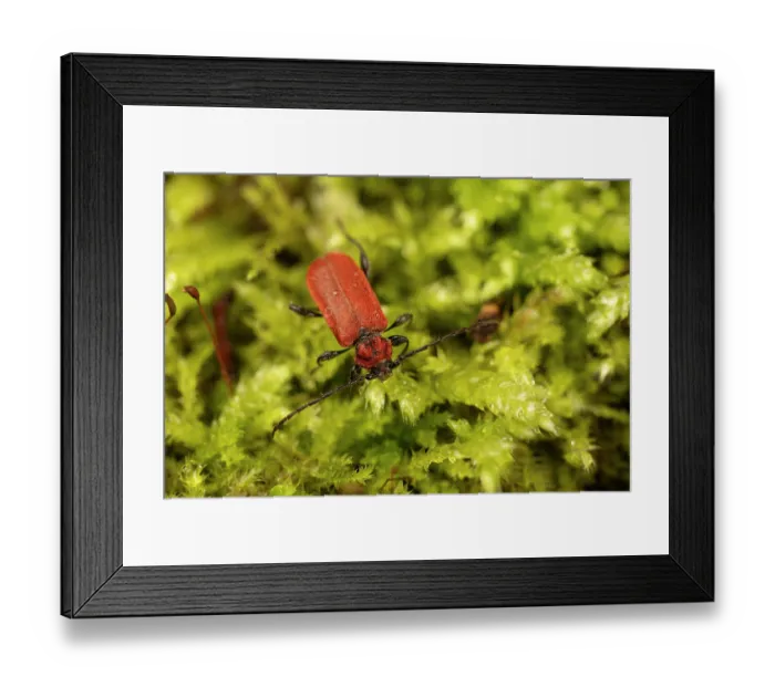 Framed Print : Welsh oak longhorn beetle (Pyrrhidium sanguineum) on moss, Surrey, UK. Controlled conditions. Focus stacked Framed Print : Welsh oak longhorn beetle (Pyrrhidium sanguineum) on moss, Surrey, UK. Controlled conditions. Focus stacked