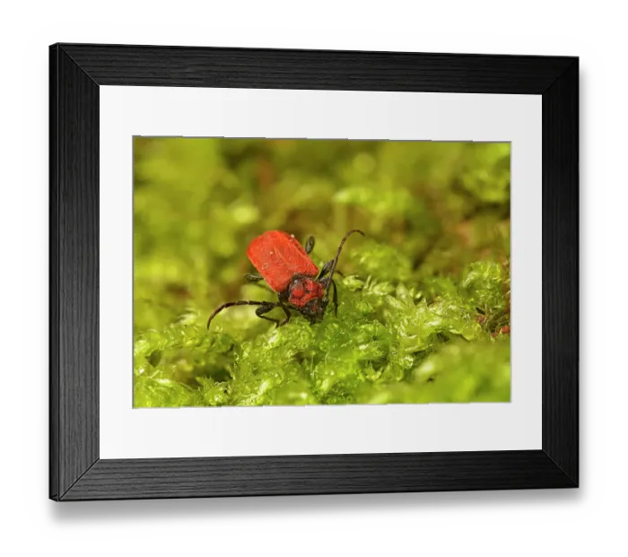 Framed Print : Welsh oak longhorn beetle (Pyrrhidium sanguineum) on moss, Surrey, UK. Controlled conditions. Focus stacked Framed Print : Welsh oak longhorn beetle (Pyrrhidium sanguineum) on moss, Surrey, UK. Controlled conditions. Focus stacked