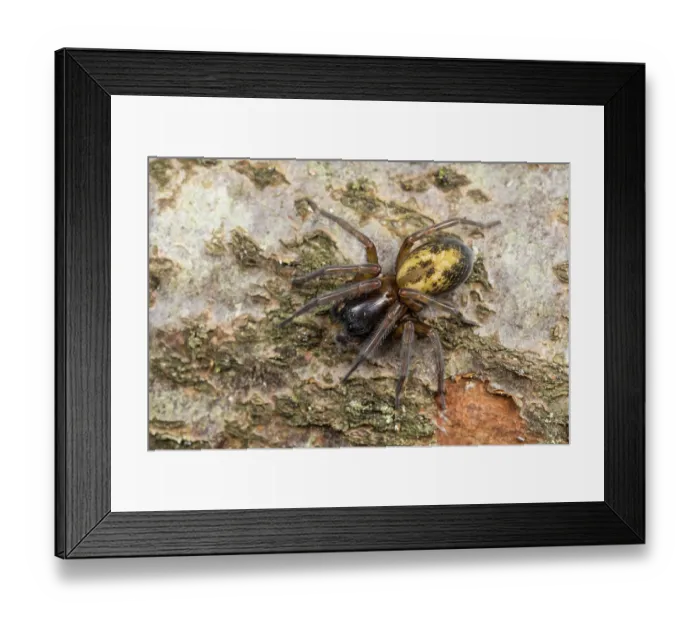 Framed Print : Spider (Amaurobius sp.) portrait, Catbrook, Gwent, Wales, UK. March Framed Print : Spider (Amaurobius sp.) portrait, Catbrook, Gwent, Wales, UK. March