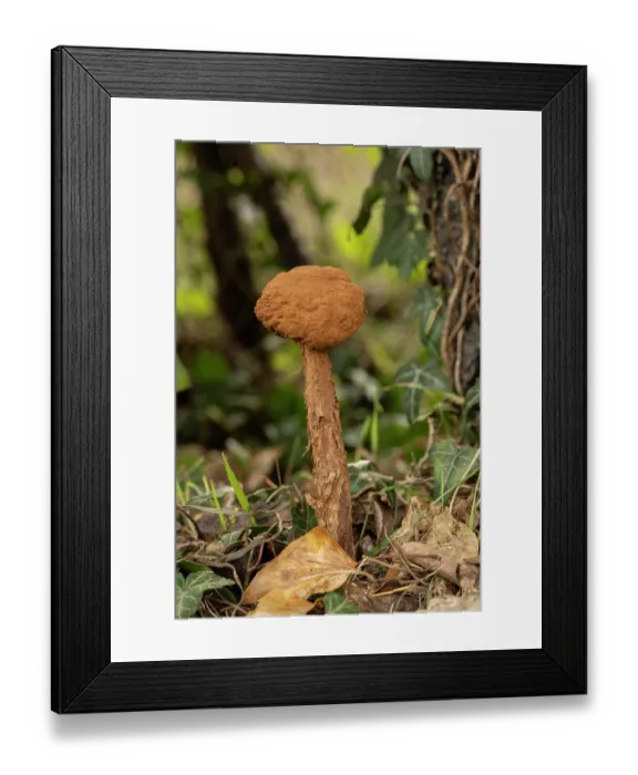 Framed Print : Sandy stiltball (Battarrea phalloides) in woodland, Surrey, UK. January. Rare in UK. Biodiversity Action Plan species Framed Print : Sandy stiltball (Battarrea phalloides) in woodland, Surrey, UK. January. Rare in UK. Biodiversity Action Plan species