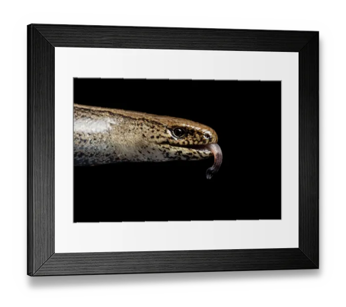 Framed Print : Slow-worm (Anguis fragilis) head portrait, with tongue out, Wye Valley, Monmouthshire, Wales, UK. August Framed Print : Slow-worm (Anguis fragilis) head portrait, with tongue out, Wye Valley, Monmouthshire, Wales, UK. August