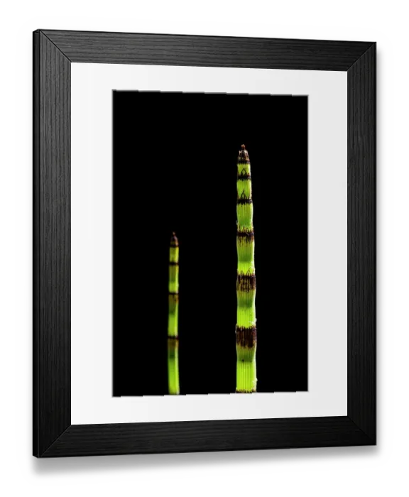 Framed Print : Rough horsetail (Equisetum hyenale) in cultivation. Focus stacked image