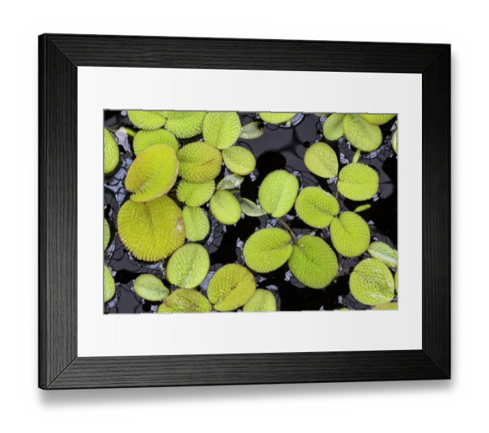 Framed Print : Floating fern (Salvinia molesta) on water surface, an invasive plant in the UK and North America, in cultivation