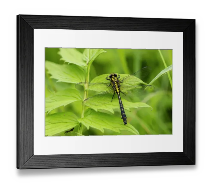 Framed Print : Common clubtail dragonfly (Gomphus vulgatissimus) resting on a leaf, Wye Valley, Gloucestershire, England, UK. June. Focus stacked Framed Print : Common clubtail dragonfly (Gomphus vulgatissimus) resting on a leaf, Wye Valley, Gloucestershire, England, UK. June. Focus stacked