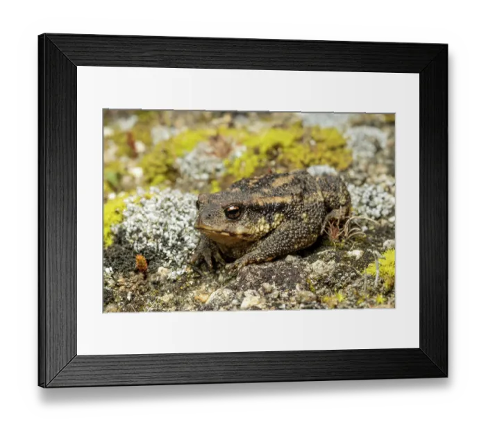Framed Print : Sierra de Gredos common toad (Bufo bufo gredosicola) camouflaged on a lichen-covered rock, Sierra de Gredos, Central Spain. August Framed Print : Sierra de Gredos common toad (Bufo bufo gredosicola) camouflaged on a lichen-covered rock, Sierra de Gredos, Central Spain. August