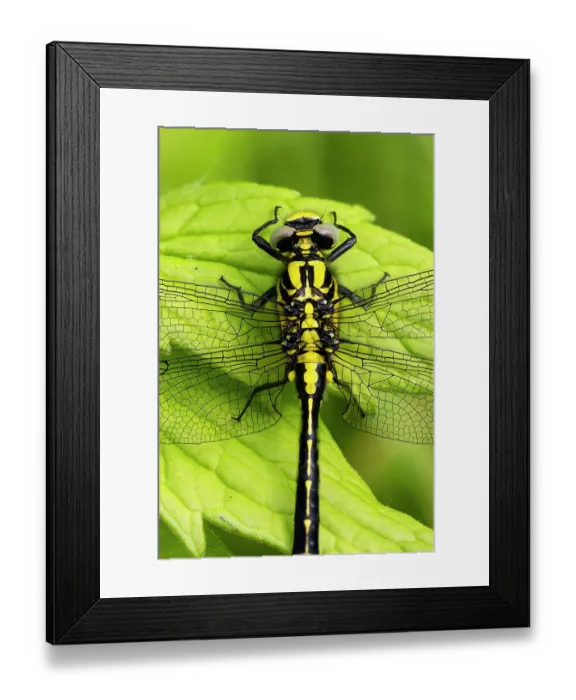 Framed Print : Common clubtail dragonfly (Gomphus vulgatissimus) female, portrait, Wye Valley, England, UK. June. Focus stacked image Framed Print : Common clubtail dragonfly (Gomphus vulgatissimus) female, portrait, Wye Valley, England, UK. June. Focus stacked image