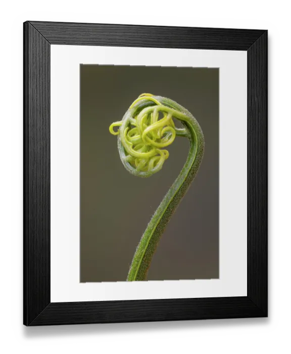Framed Print : Bamboo fern (Coniogramme emeiensis) uncurling frond. Native to China. In cultivation. Focus stacked image Framed Print : Bamboo fern (Coniogramme emeiensis) uncurling frond. Native to China. In cultivation. Focus stacked image