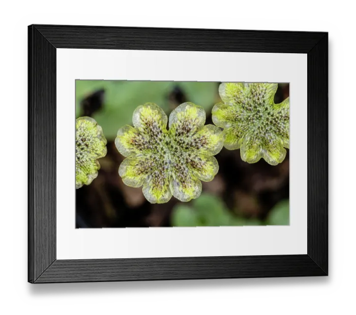 Framed Print : Liverwort (Marchantia polymorpha ruderalis) male gametophytes, close up, UK. June. Focus stacked image Framed Print : Liverwort (Marchantia polymorpha ruderalis) male gametophytes, close up, UK. June. Focus stacked image