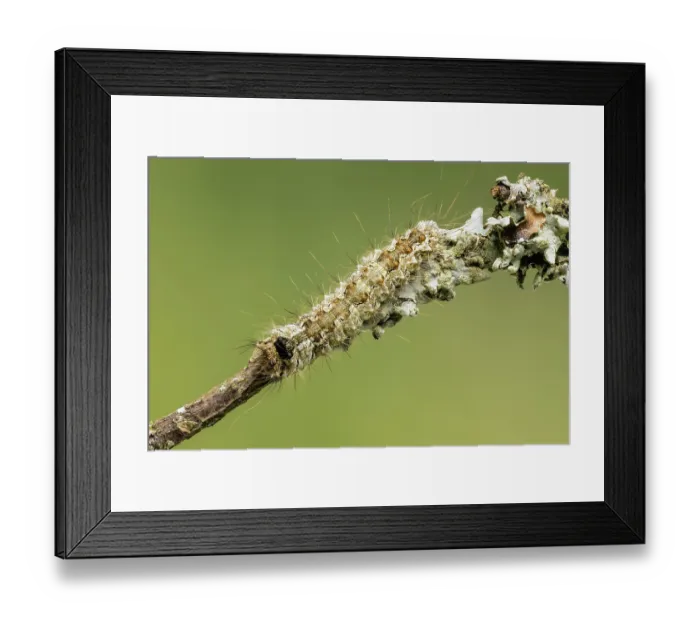 Framed Print : Black arches (Lymantria monacha) caterpillar resting on a twig, Monmouthshire, Wales, UK. June Framed Print : Black arches (Lymantria monacha) caterpillar resting on a twig, Monmouthshire, Wales, UK. June