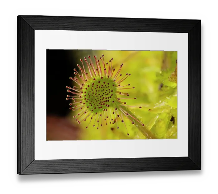 Framed Print : Round-leaved sundew (Drosera rotundifolia) close-up of a single leaf showing the sticky tendrils that trap small invertebrates, Meathop Moss, Cumbria, England, UK. June Framed Print : Round-leaved sundew (Drosera rotundifolia) close-up of a single leaf showing the sticky tendrils that trap small invertebrates, Meathop Moss, Cumbria, England, UK. June
