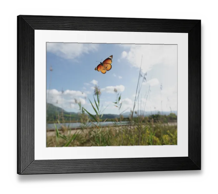 Framed Print : African monarch butterfly (Danaus chrysippus) in flight over grassland, Peloponnese, Greece. October Framed Print : African monarch butterfly (Danaus chrysippus) in flight over grassland, Peloponnese, Greece. October