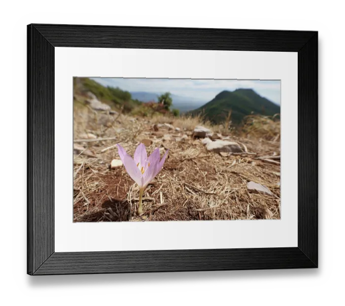 Framed Print : Autumn crocus (Crocus boryi) in flower on the slopes of Mount Ithomi, near ancient ruins of Messene, Peloponnese, Greece, October Framed Print : Autumn crocus (Crocus boryi) in flower on the slopes of Mount Ithomi, near ancient ruins of Messene, Peloponnese, Greece, October