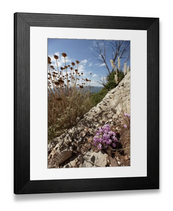Framed Print : Cyclamen (Cyclamen graecum) in flower on rocks among seedheads and dry grasses on slopes of Mount Ithomi, Peloponnese, Greece. October Framed Print : Cyclamen (Cyclamen graecum) in flower on rocks among seedheads and dry grasses on slopes of Mount Ithomi, Peloponnese, Greece. October