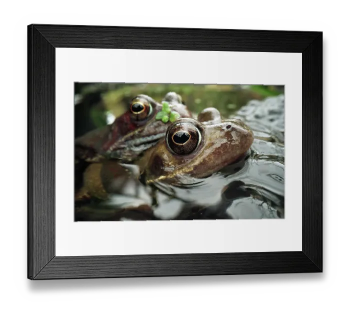 Framed Print : Common frogs (Rana temporaria) pair in amplexus among clump of frogspawn in an urban garden, Bristol, England, UK. February Framed Print : Common frogs (Rana temporaria) pair in amplexus among clump of frogspawn in an urban garden, Bristol, England, UK. February