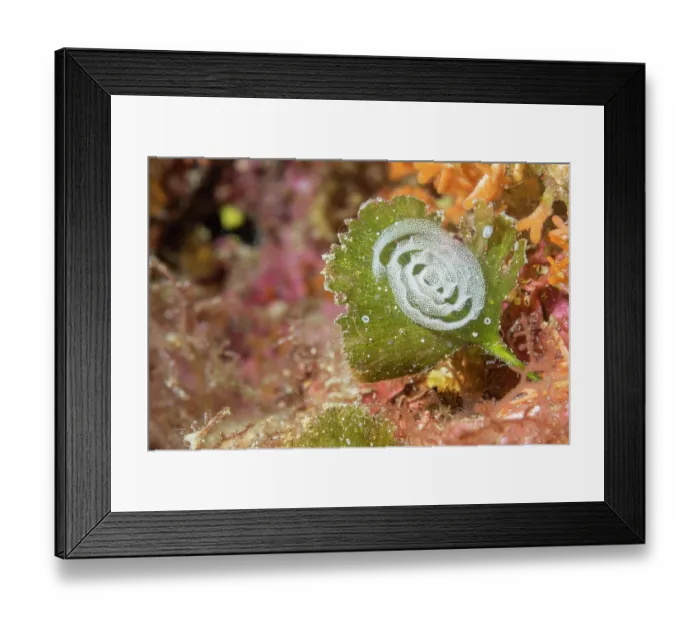 Framed Print : Sea slug's eggs on Green algae (Flabellia petiolata), Vis Island, Croatia, Adriatic Sea Framed Print : Sea slug's eggs on Green algae (Flabellia petiolata), Vis Island, Croatia, Adriatic Sea