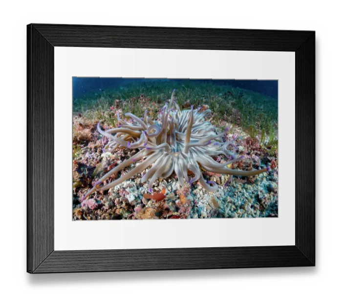 Framed Print : Glass shrimp (Periclimenes scriptus) on Sand anemone (Condylactis aurantiaca), Vis Island, Croatia, Adriatic Sea Framed Print : Glass shrimp (Periclimenes scriptus) on Sand anemone (Condylactis aurantiaca), Vis Island, Croatia, Adriatic Sea
