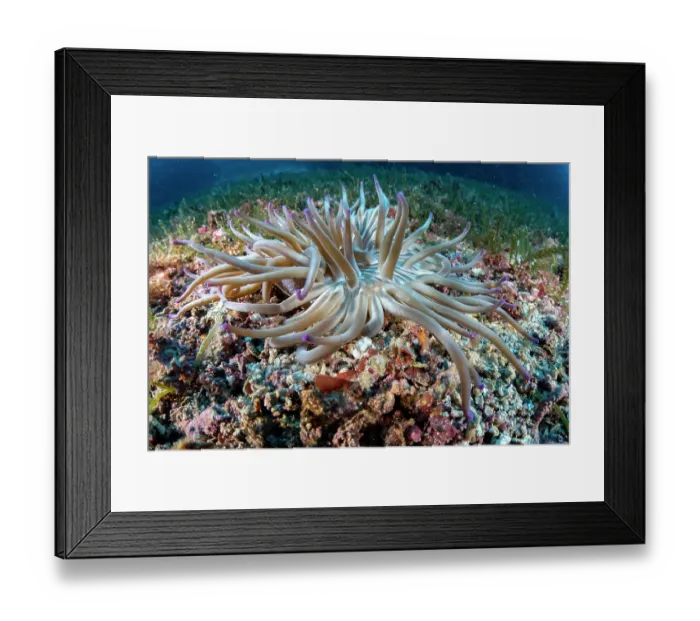 Framed Print : Glass shrimp (Periclimenes scriptus) on Sand anemone (Condylactis aurantiaca), Vis Island, Croatia, Adriatic Sea