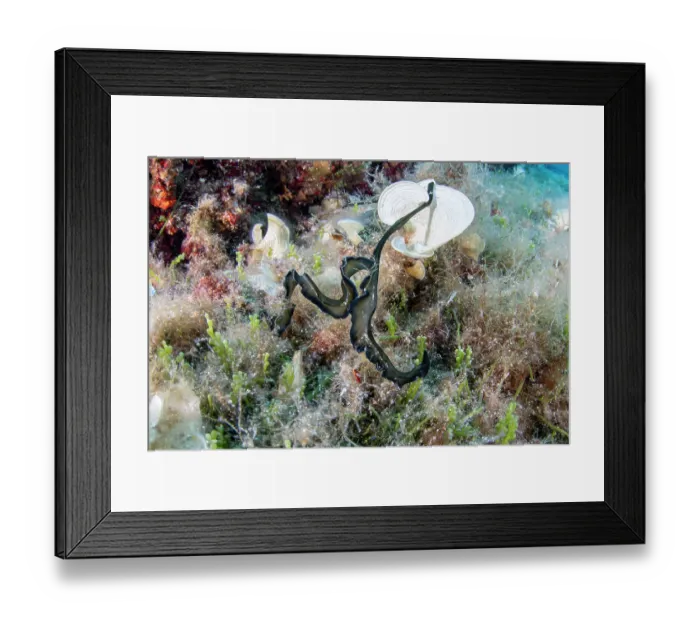 Framed Print : Green spoonworm (Bonellia viridis) on a reef, Vis Island, Croatia, Adriatic Sea Framed Print : Green spoonworm (Bonellia viridis) on a reef, Vis Island, Croatia, Adriatic Sea