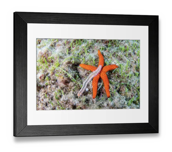 Framed Print : Bearded fireworm, (Hermodice carunculata) feeding on a Red seastar (Hacelia attenuata), Vis Island, Croatia, Adriatic Sea Framed Print : Bearded fireworm, (Hermodice carunculata) feeding on a Red seastar (Hacelia attenuata), Vis Island, Croatia, Adriatic Sea