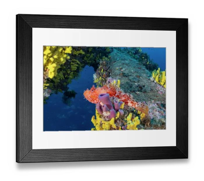 Framed Print : Red scorpionfish (Scorpaena scrofa) among Yellow sponges, (Aplysina cavernicola) on wreck Vassilios T, Vis Island, Croatia, Adriatic Sea Framed Print : Red scorpionfish (Scorpaena scrofa) among Yellow sponges, (Aplysina cavernicola) on wreck Vassilios T, Vis Island, Croatia, Adriatic Sea
