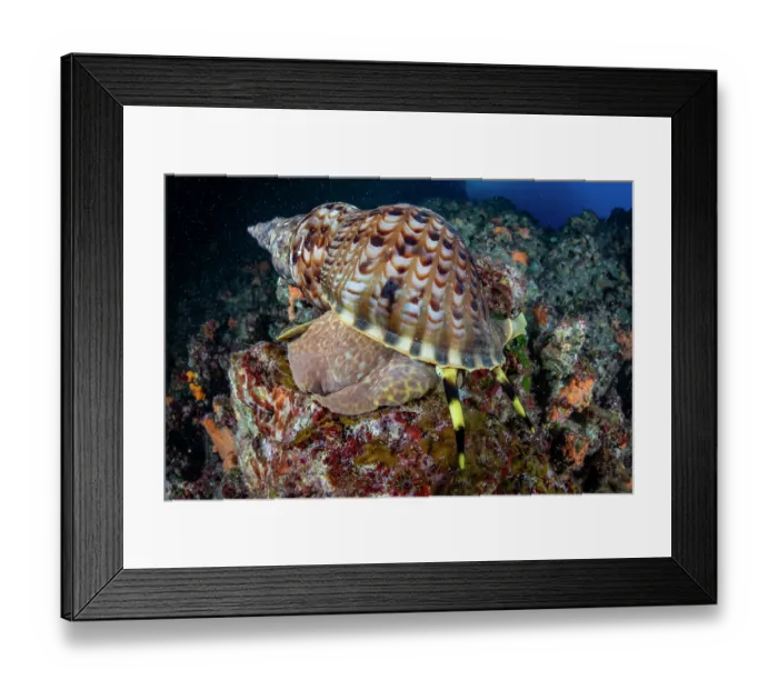 Framed Print : Triton shell (Charonia variegata) on a reef, Vis Island, Croatia, Adriatic Sea Framed Print : Triton shell (Charonia variegata) on a reef, Vis Island, Croatia, Adriatic Sea