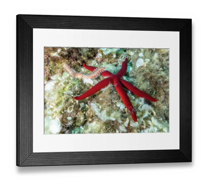 Framed Print : Bearded fireworm (Hermodice carunculata) feeding on a Purple starfish (Ophidiaster ophidianus), Vis Island, Croatia, Adriatic Sea Framed Print : Bearded fireworm (Hermodice carunculata) feeding on a Purple starfish (Ophidiaster ophidianus), Vis Island, Croatia, Adriatic Sea