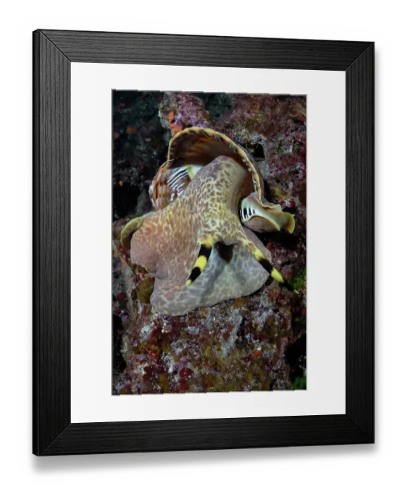 Framed Print : Triton shell (Charonia variegata) on a reef, Vis Island, Croatia, Adriatic Sea Framed Print : Triton shell (Charonia variegata) on a reef, Vis Island, Croatia, Adriatic Sea
