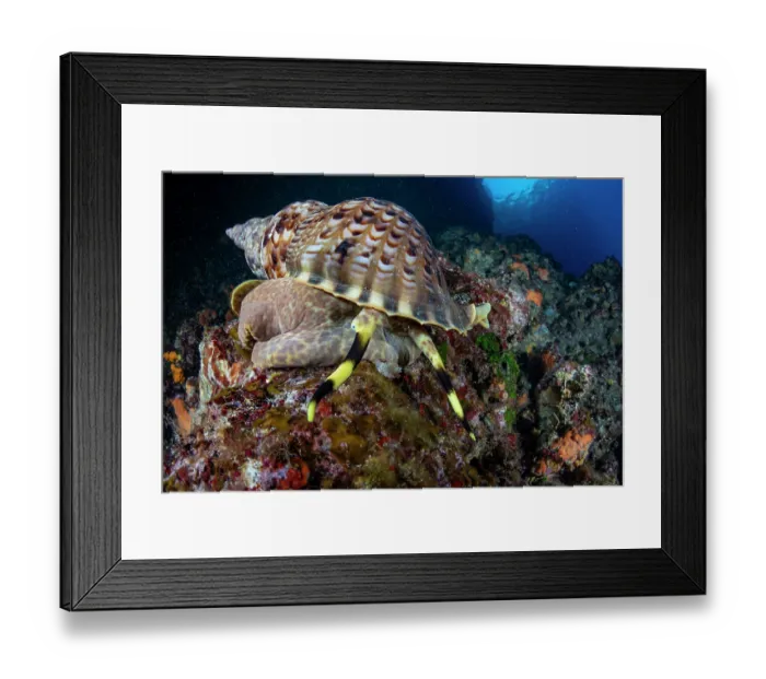 Framed Print : Triton shell (Charonia variegata) on a reef, Vis Island, Croatia, Adriatic Sea Framed Print : Triton shell (Charonia variegata) on a reef, Vis Island, Croatia, Adriatic Sea
