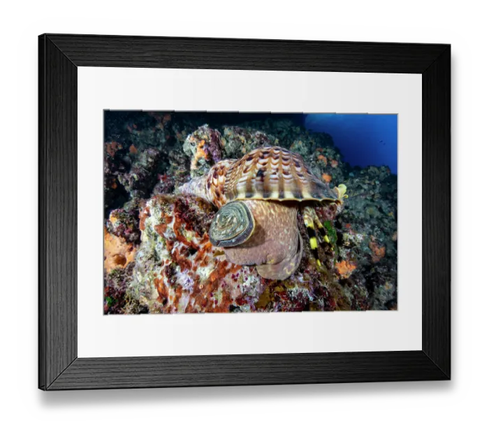 Framed Print : Triton shell (Charonia variegata) on a reef, Vis Island, Croatia, Adriatic Sea Framed Print : Triton shell (Charonia variegata) on a reef, Vis Island, Croatia, Adriatic Sea