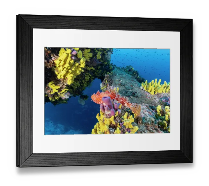 Framed Print : Red scorpionfish (Scorpaena scrofa) among Yellow sponges, (Aplysina cavernicola) on wreck Vassilios T, Vis Island, Croatia, Adriatic Sea Framed Print : Red scorpionfish (Scorpaena scrofa) among Yellow sponges, (Aplysina cavernicola) on wreck Vassilios T, Vis Island, Croatia, Adriatic Sea
