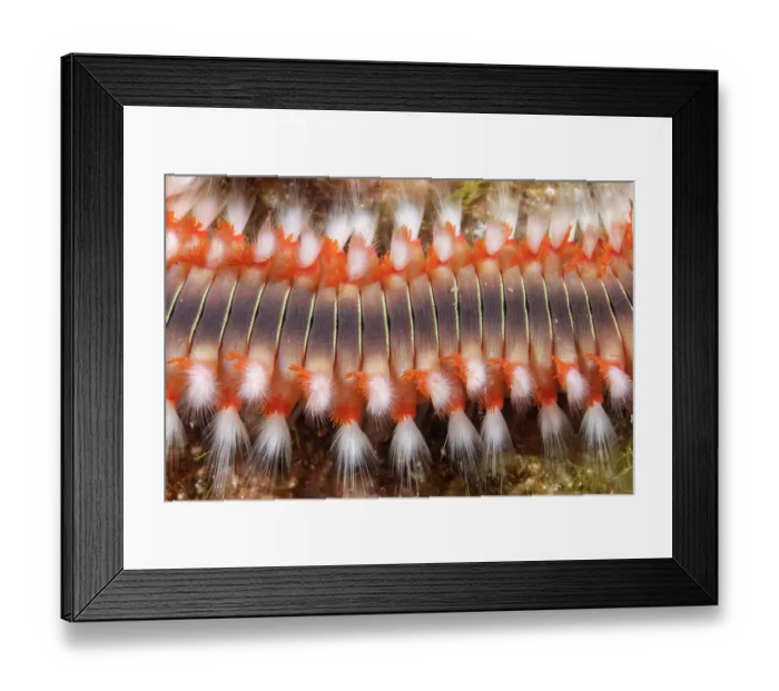 Framed Print : Bearded fireworm (Hermodice carunculata) close up, Vis Island, Croatia, Adriatic Sea Framed Print : Bearded fireworm (Hermodice carunculata) close up, Vis Island, Croatia, Adriatic Sea