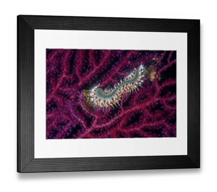 Framed Print : Bearded fireworm (Hermodice carunculata) feeding on a Red sea fan (Paramuricea clavata), Vis Island, Croatia, Adriatic Sea Framed Print : Bearded fireworm (Hermodice carunculata) feeding on a Red sea fan (Paramuricea clavata), Vis Island, Croatia, Adriatic Sea