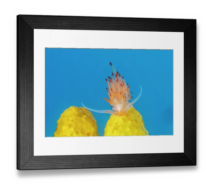 Framed Print : Sea slug (Nemesignis banyulensis) resting on Yellow sponge (Aplysina cavernicola). Vis Island, Croatia, Adriatic Sea Framed Print : Sea slug (Nemesignis banyulensis) resting on Yellow sponge (Aplysina cavernicola). Vis Island, Croatia, Adriatic Sea