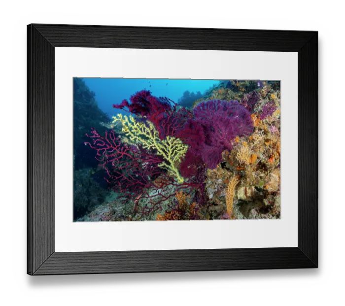 Framed Print : Gold coral (Savalia savaglia) covering a part of Red sea fan, (Paramuricea clavata), Vis Island, Croatia, Adriatic Sea Framed Print : Gold coral (Savalia savaglia) covering a part of Red sea fan, (Paramuricea clavata), Vis Island, Croatia, Adriatic Sea