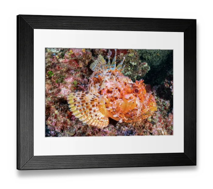 Framed Print : Red scorpionfish (Scorpaena scrofa) resting on a reef, Vis Island, Croatia, Adriatic Sea Framed Print : Red scorpionfish (Scorpaena scrofa) resting on a reef, Vis Island, Croatia, Adriatic Sea