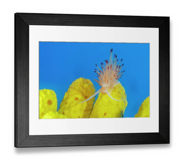 Framed Print : Sea slug (Nemesignis banyulensis) resting on Yellow sponge (Aplysina cavernicola). Vis Island, Croatia, Adriatic Sea Framed Print : Sea slug (Nemesignis banyulensis) resting on Yellow sponge (Aplysina cavernicola). Vis Island, Croatia, Adriatic Sea
