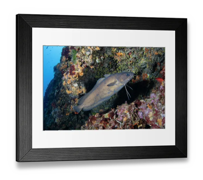 Framed Print : Forkbeard (Phycis phycis) swimming along a reef, Vis Island, Croatia, Adriatic Sea Framed Print : Forkbeard (Phycis phycis) swimming along a reef, Vis Island, Croatia, Adriatic Sea